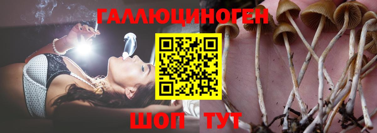 Галлюциногенные грибы GOLDEN TEACHER Ставрополь